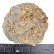 Ammonite, petrified fossil from Morocco