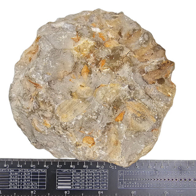 Ammonit, versteinertes Fossil aus Marokko