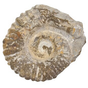 Ammonite, petrified fossil from Morocco
