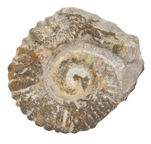 Ammonite, petrified fossil from Morocco
