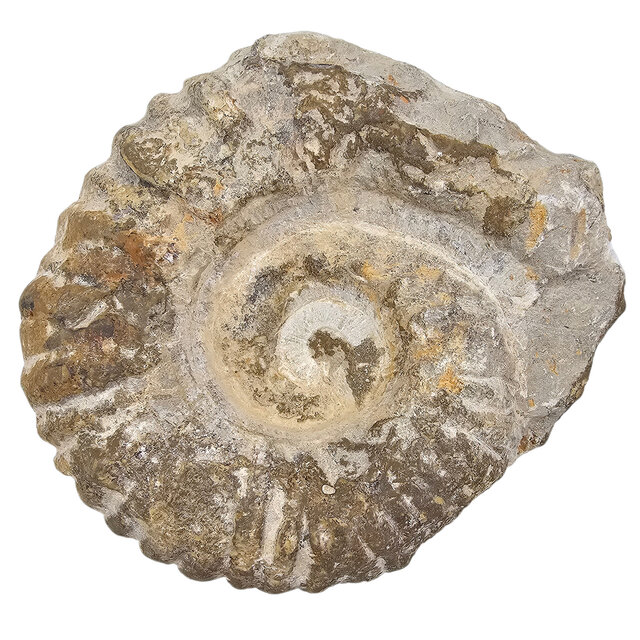 Ammonit, versteinertes Fossil aus Marokko