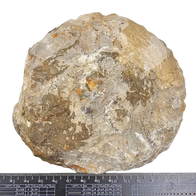 Ammonit, versteinertes Fossil aus Marokko