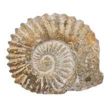 Ammonit, versteinertes Fossil aus Marokko