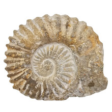 Ammonite from Morocco