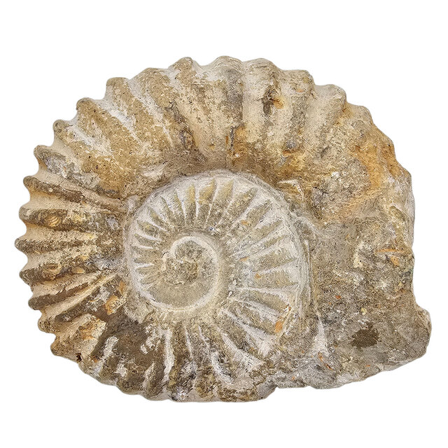 Ammonite, petrified fossil from Morocco