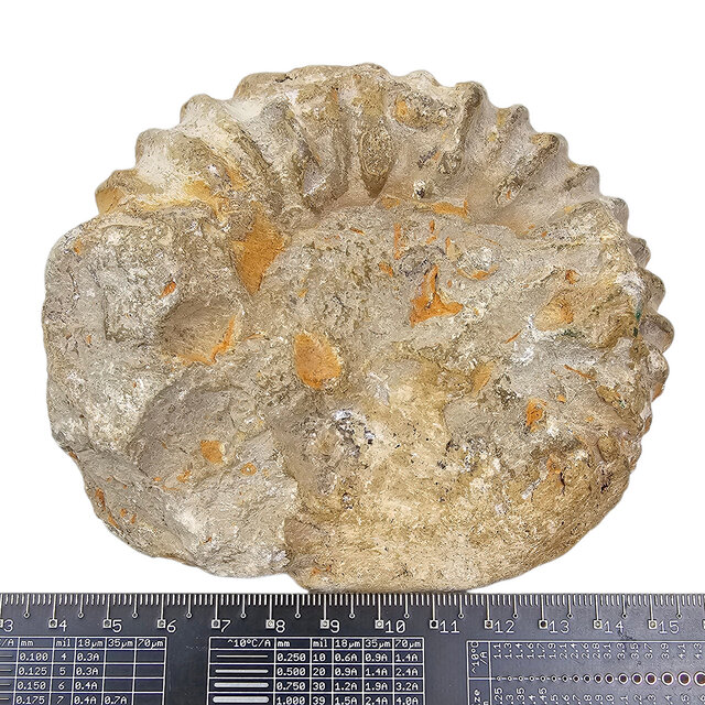 Ammonite, petrified fossil from Morocco
