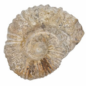 Ammonite, petrified fossil from Morocco