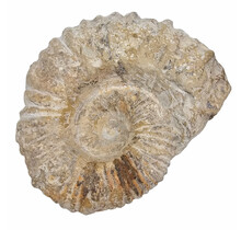 Ammonit, versteinertes Fossil aus Marokko