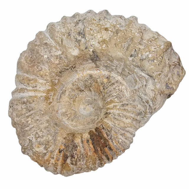 Ammonit, versteinertes Fossil aus Marokko