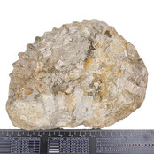 Ammonit, versteinertes Fossil aus Marokko