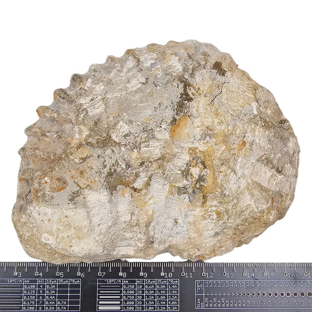 Ammonite, petrified fossil from Morocco