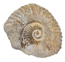 Ammonit, versteinertes Fossil aus Marokko