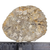 Ammonit, versteinertes Fossil aus Marokko