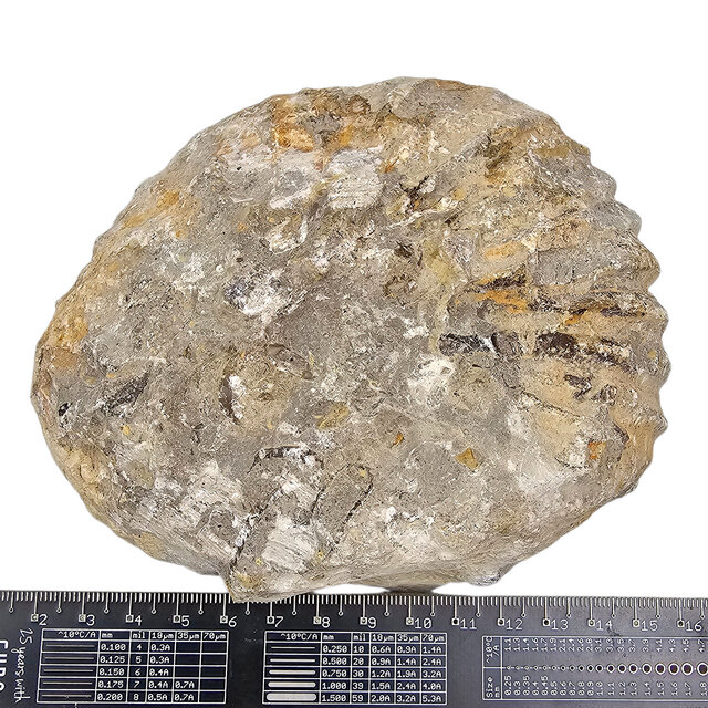 Ammonit, versteinertes Fossil aus Marokko