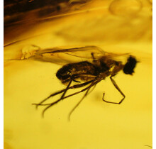 Baltic amber with enclosed fly