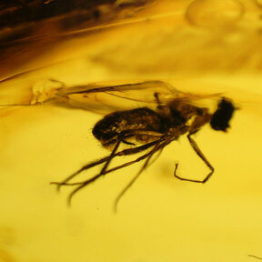 Barnsteen met ingesloten insect