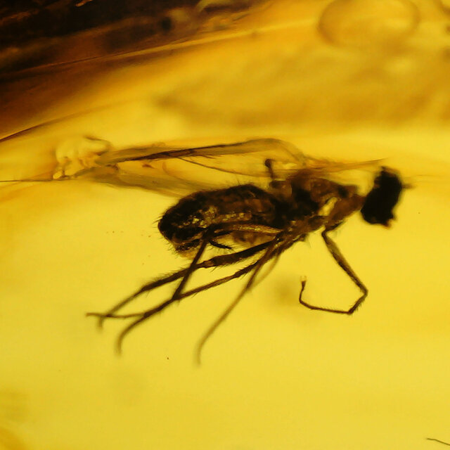 Baltischer Bernstein mit eingeschlossenem Fliege