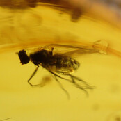 Baltic amber with enclosed fly