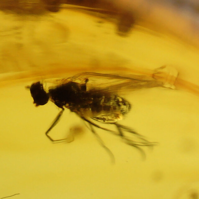 Baltic amber with enclosed fly