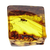 Baltic amber with enclosed fly