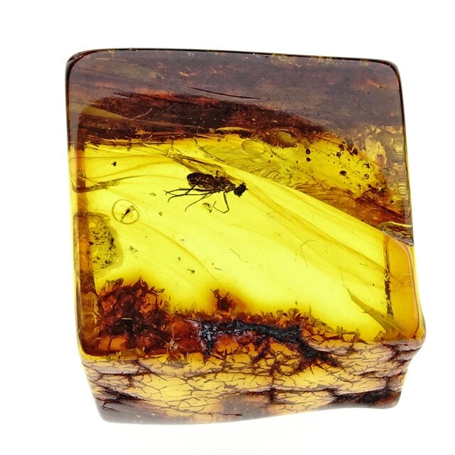 Baltic amber with enclosed fly