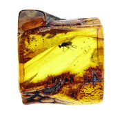 Baltic amber with enclosed fly