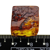 Baltic amber with enclosed fly