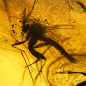 Baltic amber with enclosed mosquito
