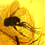 Baltic amber with enclosed mosquito