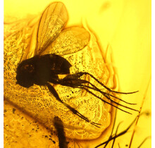 Baltic amber with enclosed mosquito