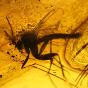 Baltic amber with enclosed mosquito