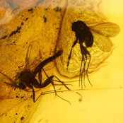 Baltic amber with enclosed mosquito