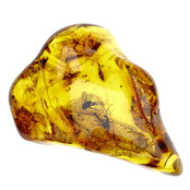 Baltic amber with enclosed mosquito