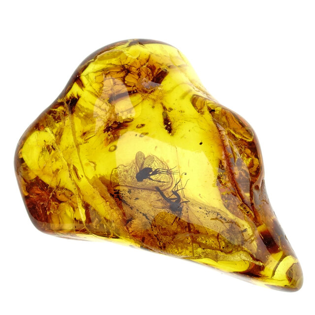 Baltic amber with enclosed mosquito