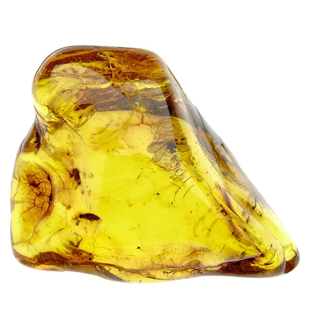 Baltic amber with enclosed mosquito
