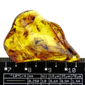 Baltic amber with enclosed mosquito