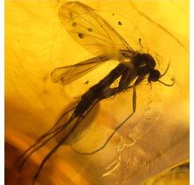 Baltic amber with enclosed mushroom mosquito