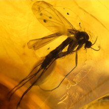 Amber with enclosed insect