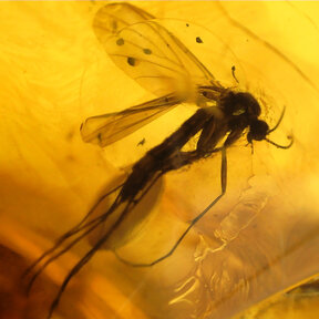 Barnsteen met ingesloten insect