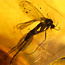 Baltic amber with enclosed mushroom mosquito