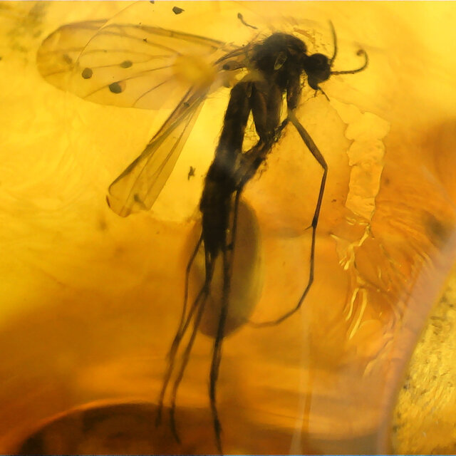 Baltic amber with enclosed mushroom mosquito