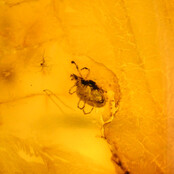 Baltic amber with enclosed mushroom mosquito
