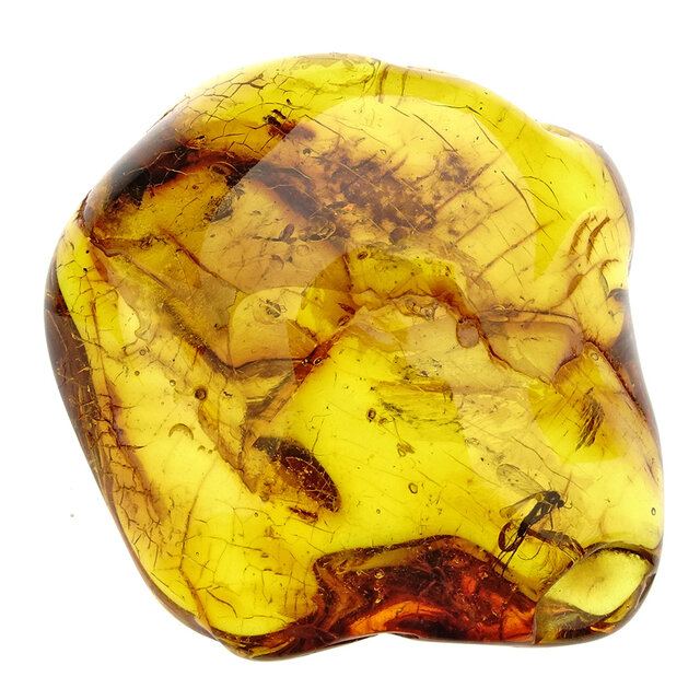 Baltic amber with enclosed mushroom mosquito