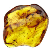Baltic amber with enclosed mushroom mosquito