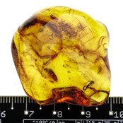 Baltic amber with enclosed mushroom mosquito