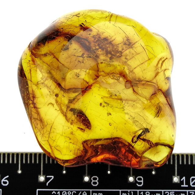 Baltic amber with enclosed mushroom mosquito