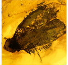 Baltic amber with enclosed insects