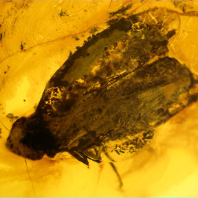 Barnsteen met ingesloten insect