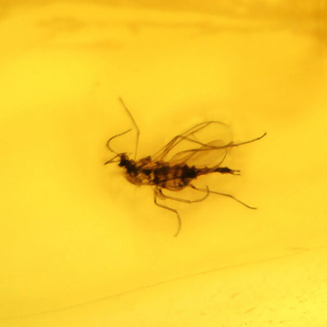 Baltischer Bernstein mit eingeschlossenem Insekten