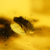 Baltisch Barnsteen met ingesloten insecten